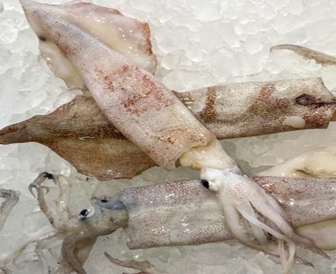 Calamari Fish