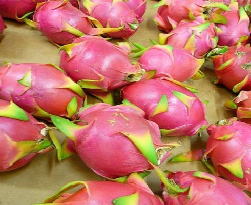 FRESH DRAGON FRUIT