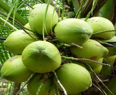 WHOLE GREEN COCONUT